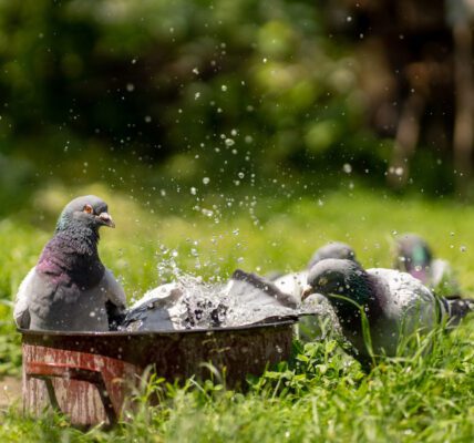 repousser pigeons