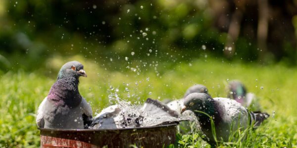 repousser pigeons