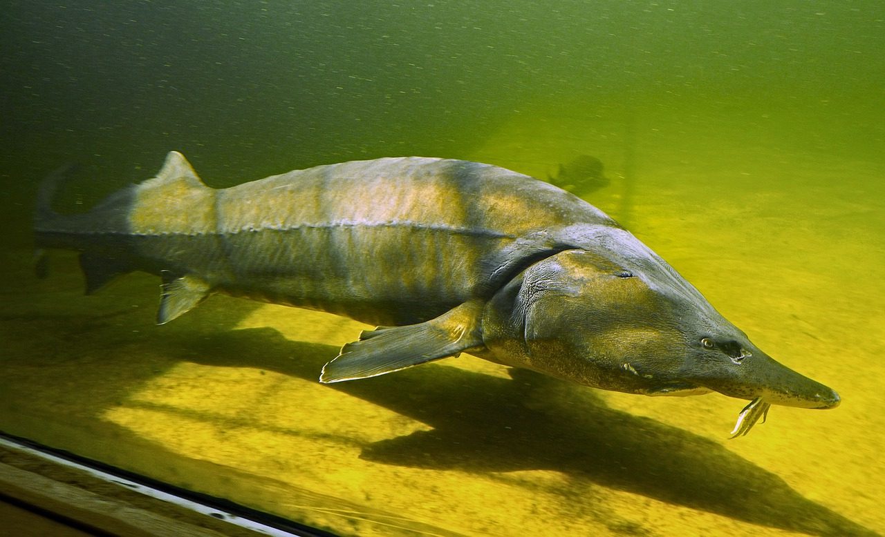 Beluga européen