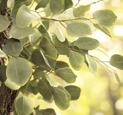 feuilles aromatiques Gunnii