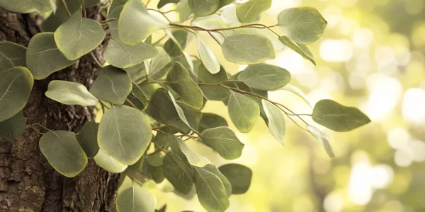 feuilles aromatiques Gunnii
