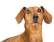 Dachshund dog looking up