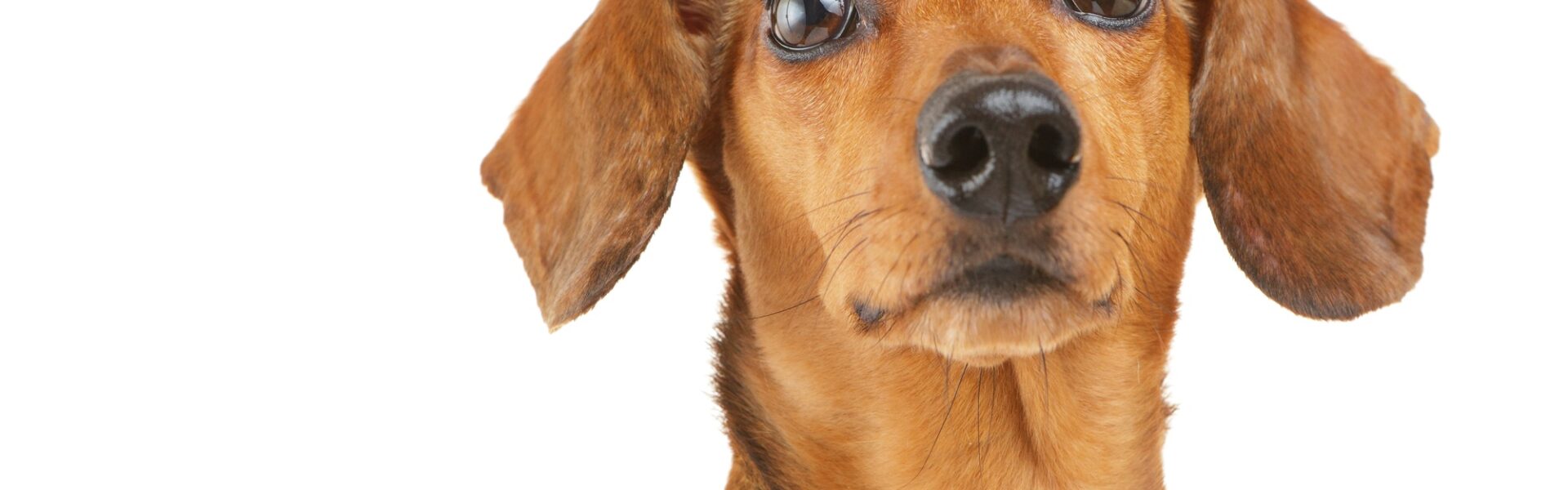 Dachshund dog looking up