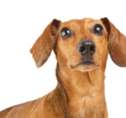 Dachshund dog looking up