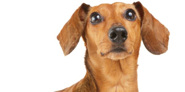 Dachshund dog looking up