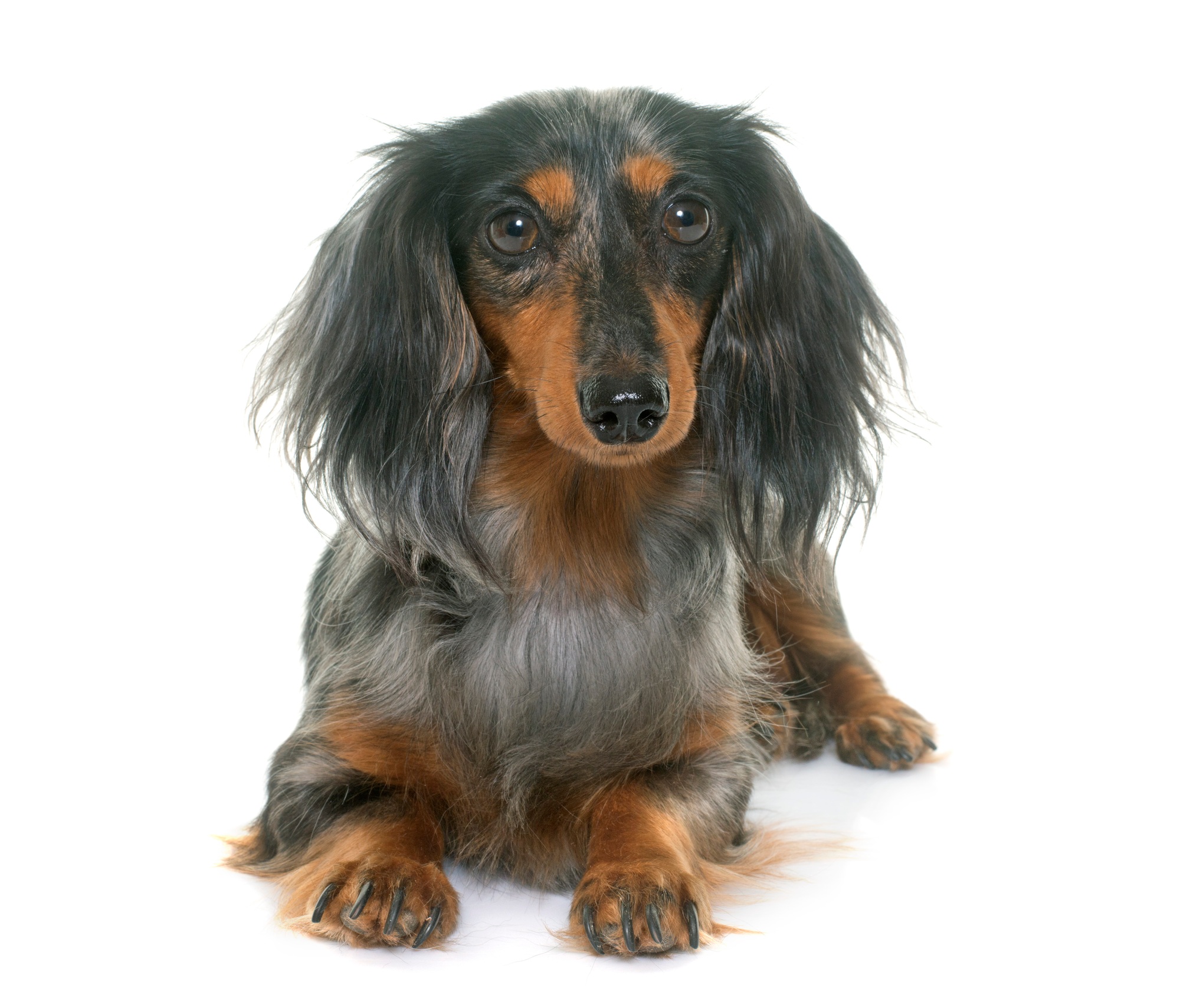 dachshund in studio