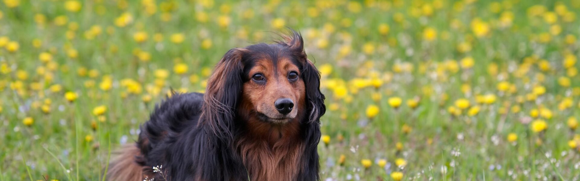 Dachshund on the dandelions meadow