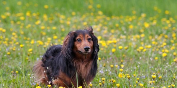 Dachshund on the dandelions meadow