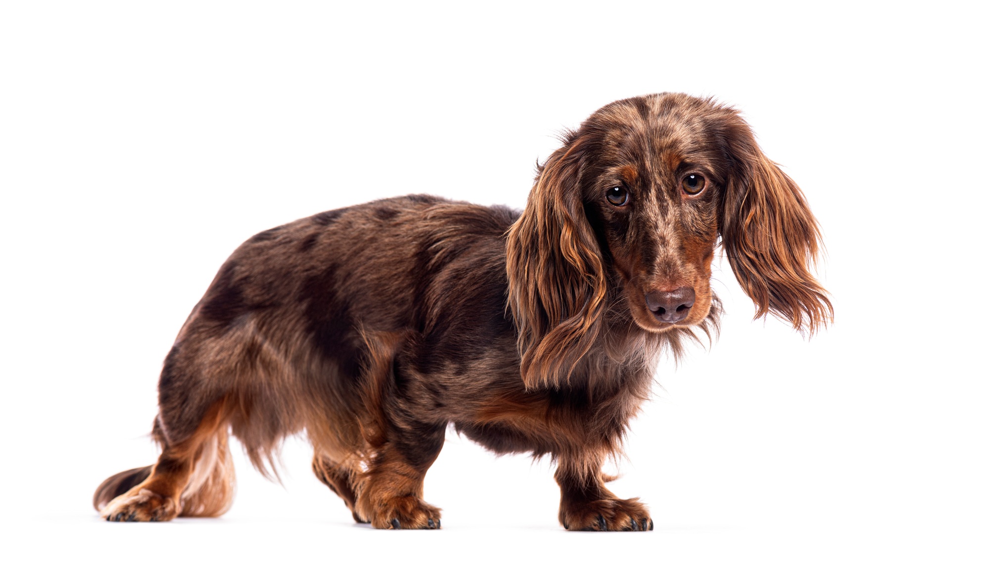 Longhaired dachshund standing on white background