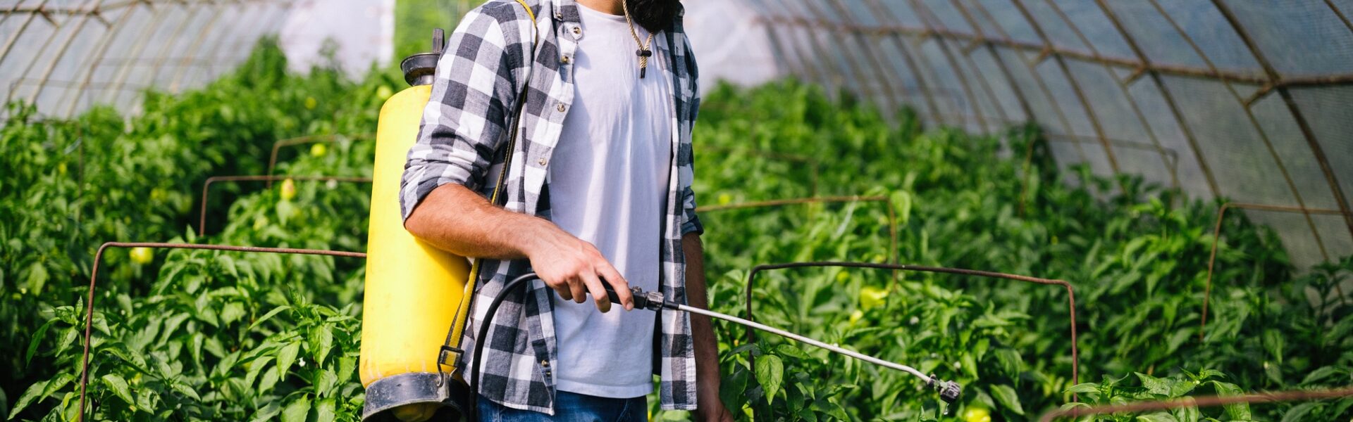 Young farmer protecting his plants with chemicals