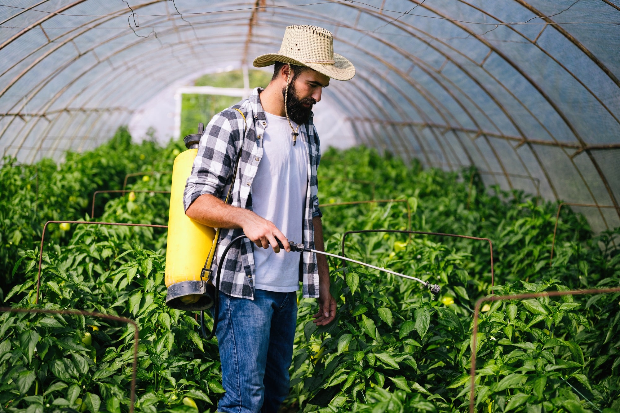 Young farmer protecting his plants with chemicals