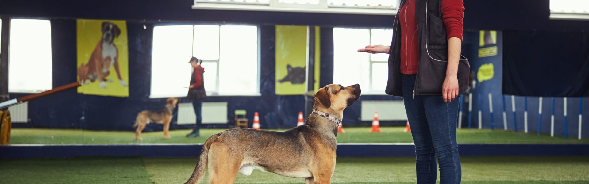 Trainer teaching a dog the Stand command