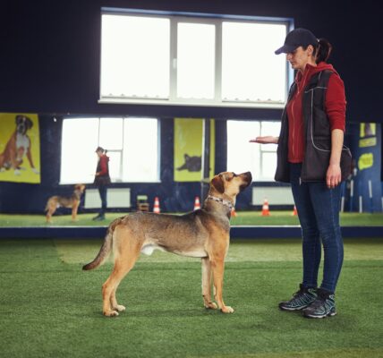 Trainer teaching a dog the Stand command