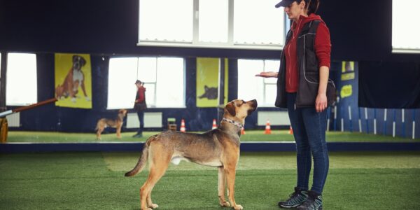 Trainer teaching a dog the Stand command