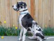 chien arlequin