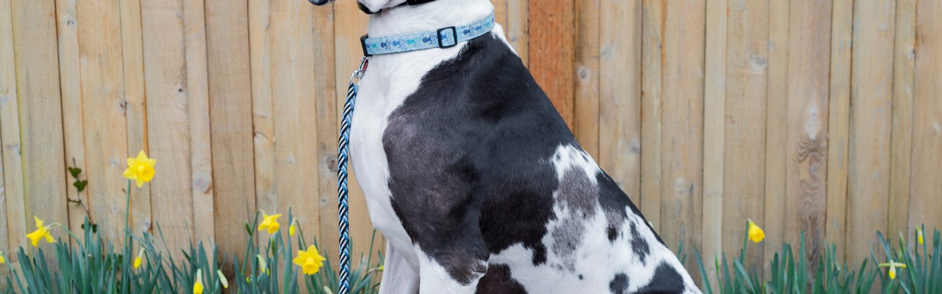 chien arlequin