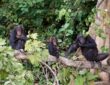 chimpanzés des montagnes