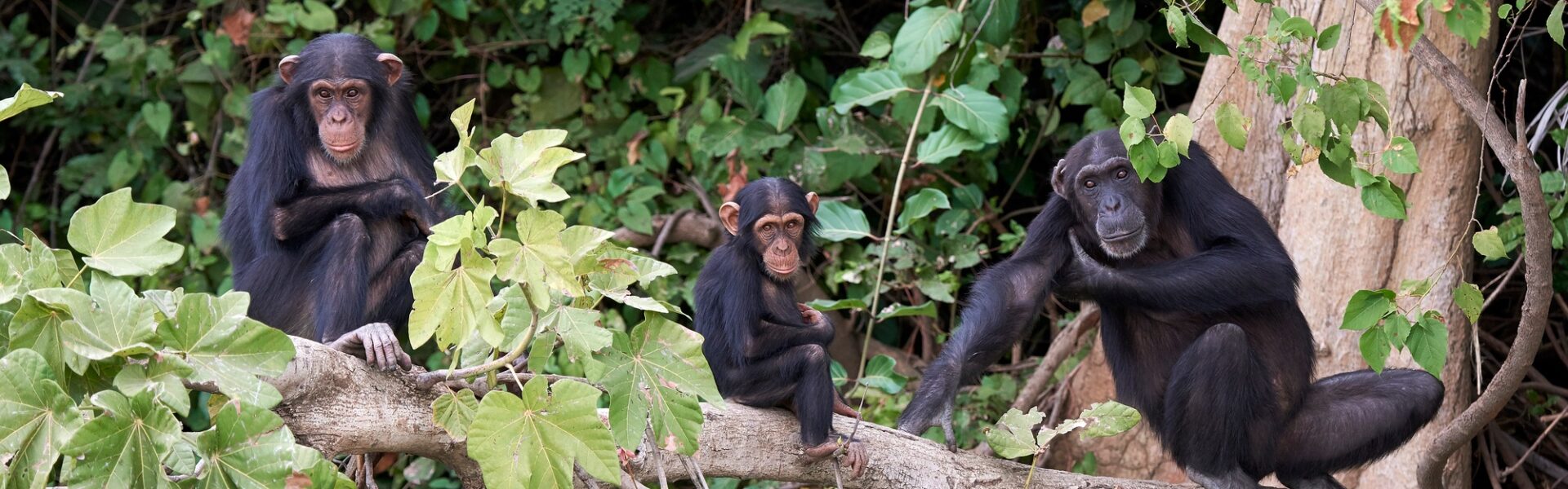 chimpanzés des montagnes