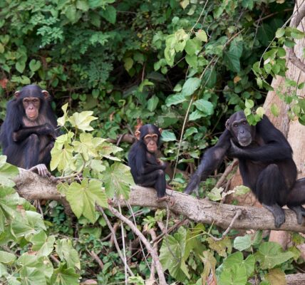 chimpanzés des montagnes