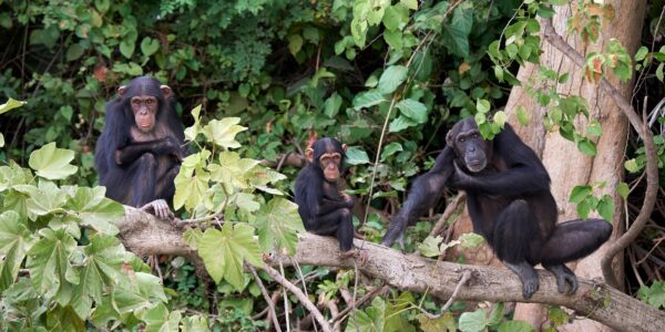 chimpanzés des montagnes