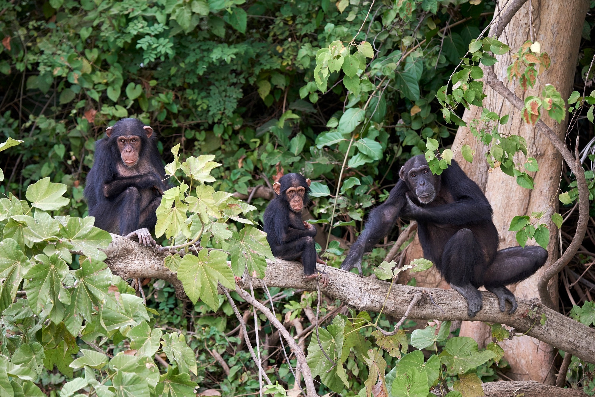 chimpanzés des montagnes