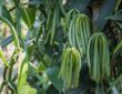 plantation de vanille