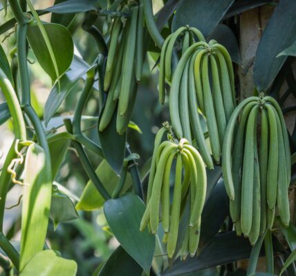 plantation de vanille