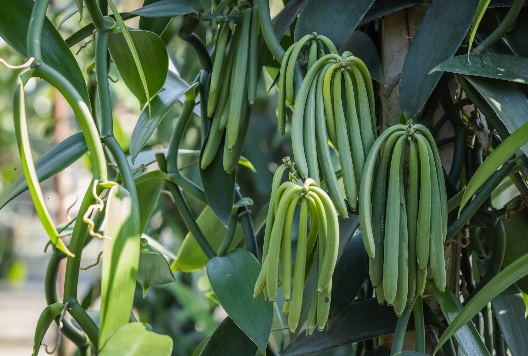 plantation de vanille