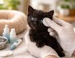 découvrez les soins spécifiques essentiels pour les chatons noirs aux yeux bleus afin d'assurer leur santé, leur bien-être et leur développement optimal.