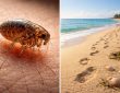 découvrez les vérités et mythes autour des puces de sable, leurs effets, prévention et traitement pour mieux les comprendre et vous protéger.
