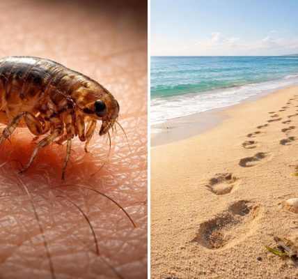 découvrez les vérités et mythes autour des puces de sable, leurs effets, prévention et traitement pour mieux les comprendre et vous protéger.